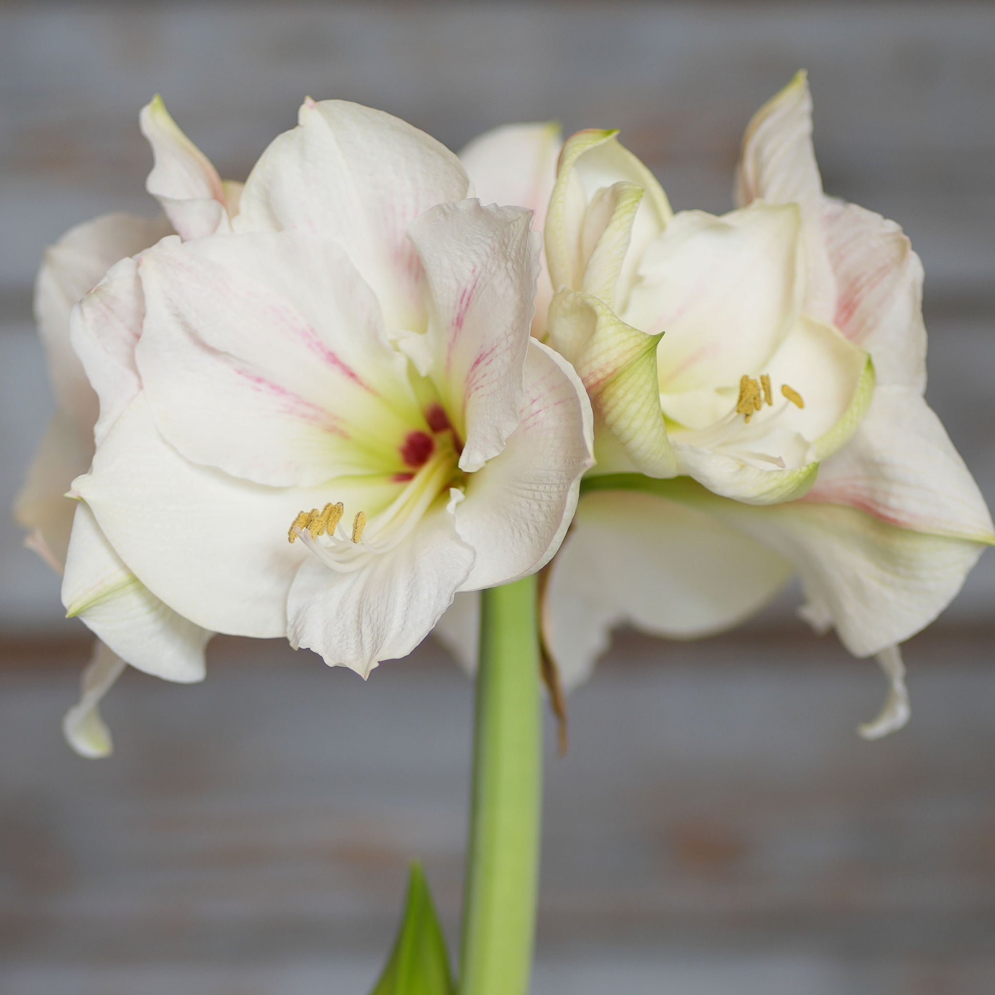 amaryllis pastel blue wax with white blooms