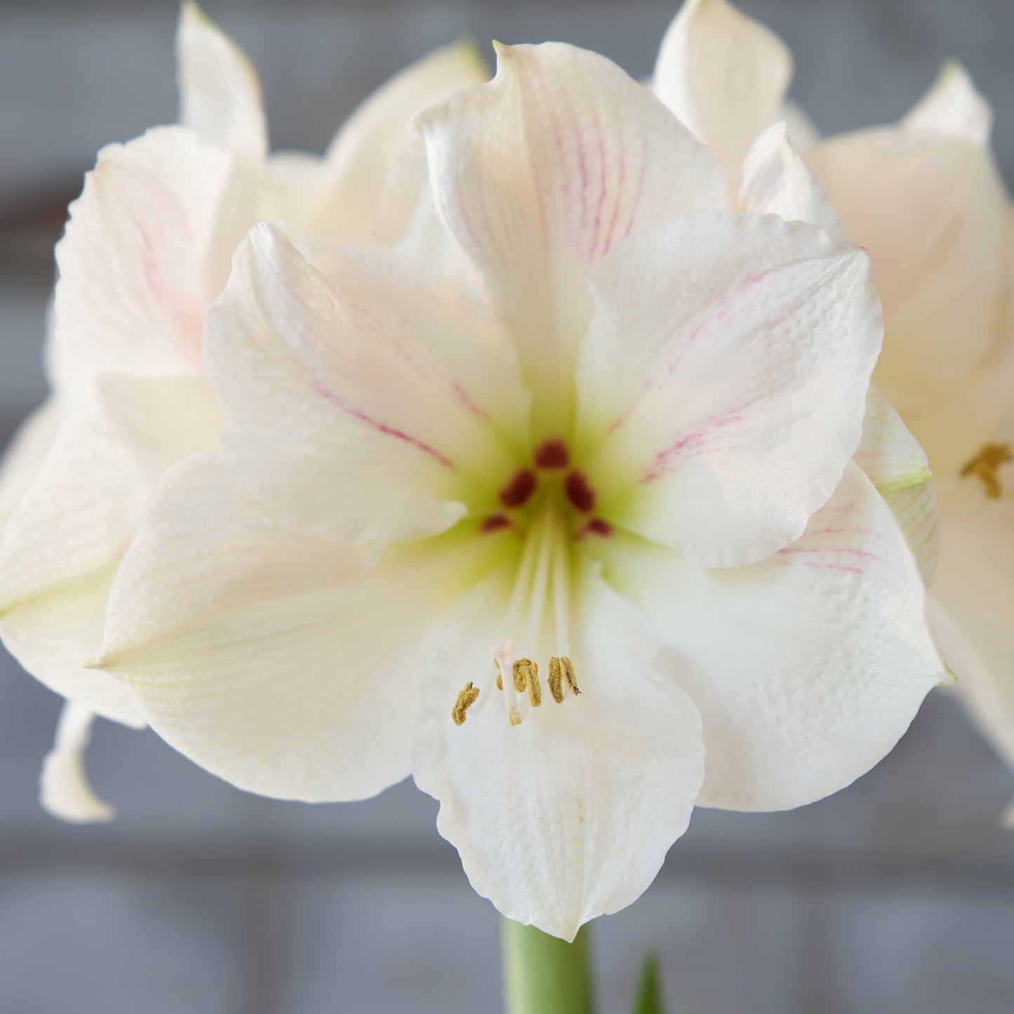 amaryllis blue wax with white blooms