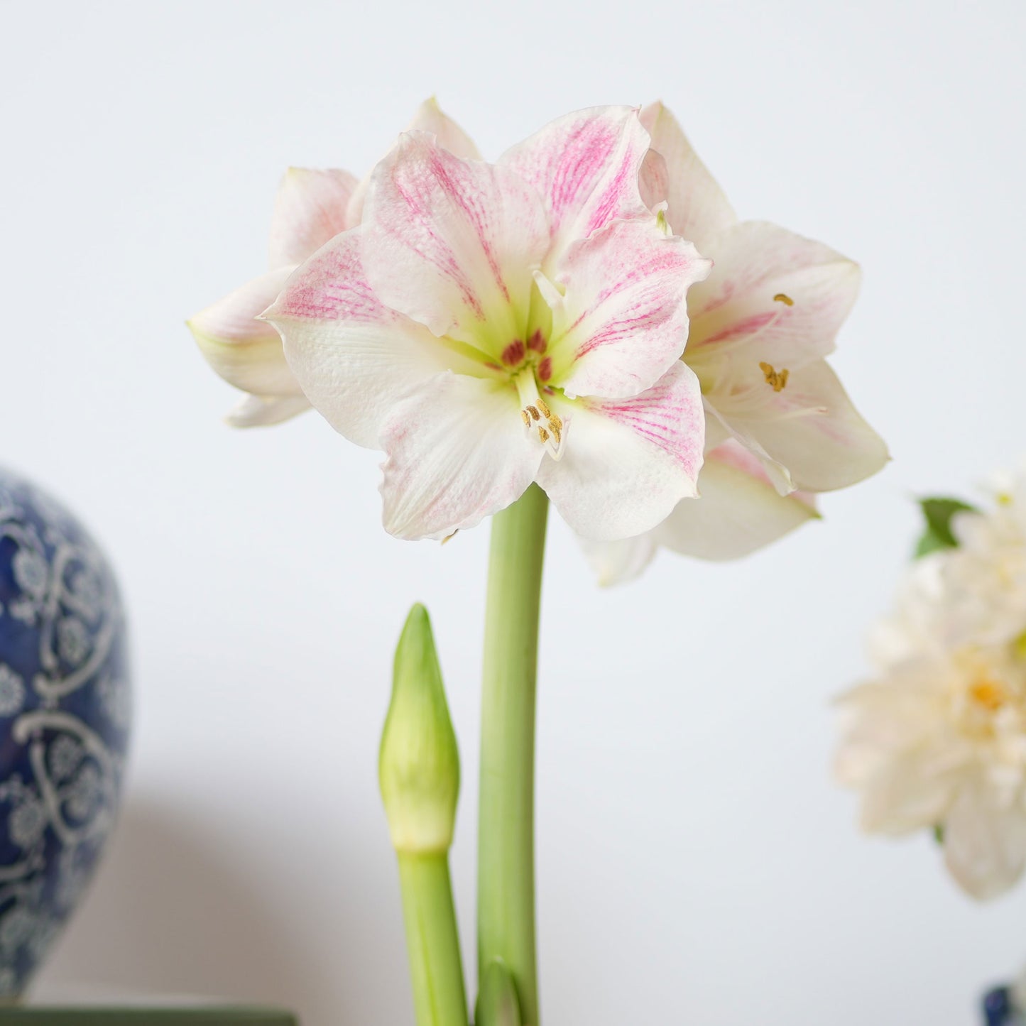 amaryllis blue wax with white blooms