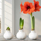 amaryllis white wax with red blooms