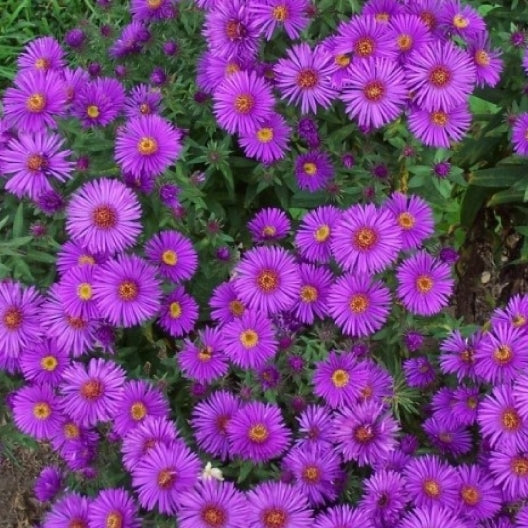 New England Aster Seeds | Flower Seeds in Packets &aмp; Bulk | Eden Brothers