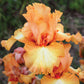 bearded iris - great balls of fire