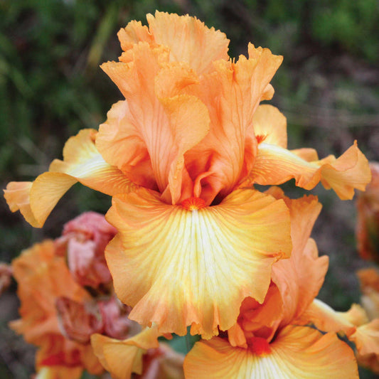 bearded iris - great balls of fire