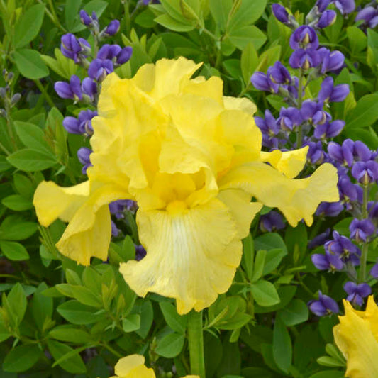 bearded iris harvest of memories