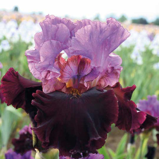 re-blooming bearded iris - i'm back
