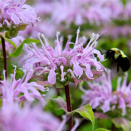 Bee Balm/Wild Bergamot