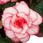 Picotee White & Pink Begonia