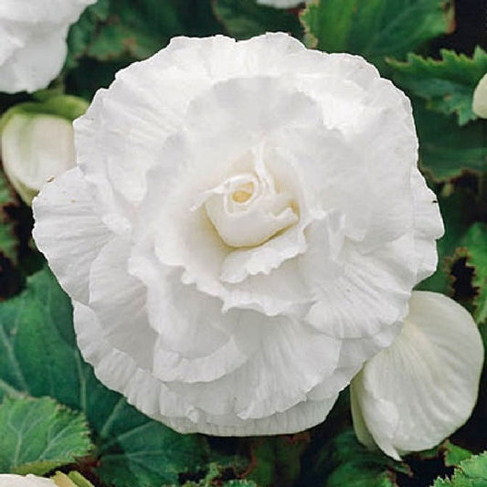 White  Roseform Begonia
