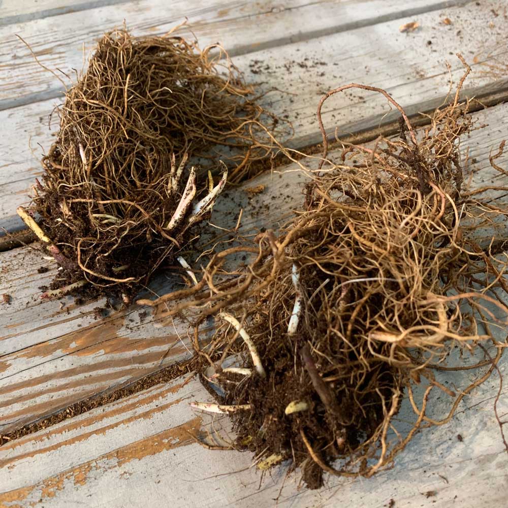 black eyed susan roots