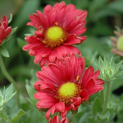 Burgundy Blanket Flower