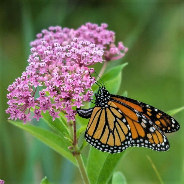 butterfly milkweed cinderella