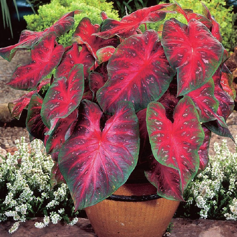 caladium red flash