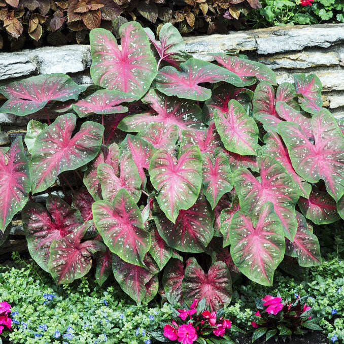 caladium red flash