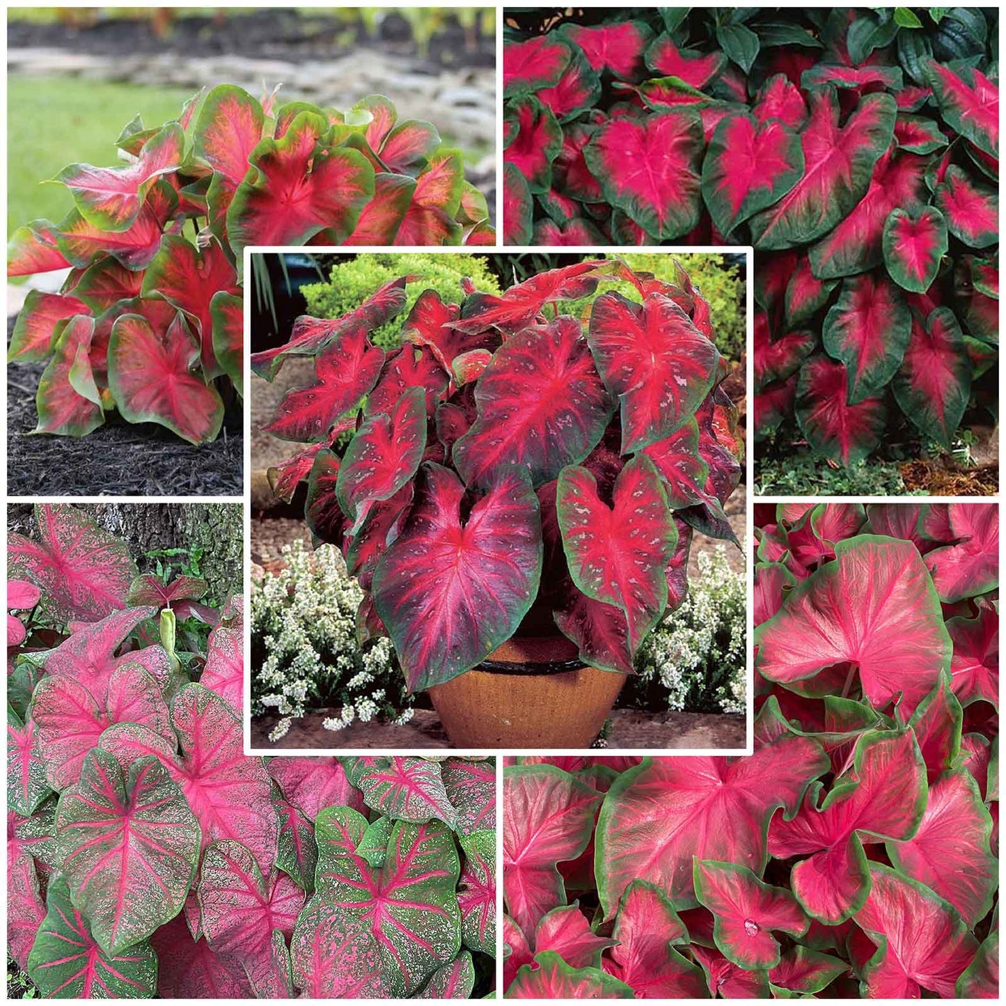 caladium red mix