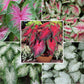 Caladium Bulbs - Sun Tolerant Collection