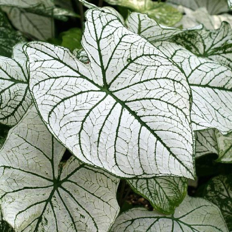 caladium white christmas