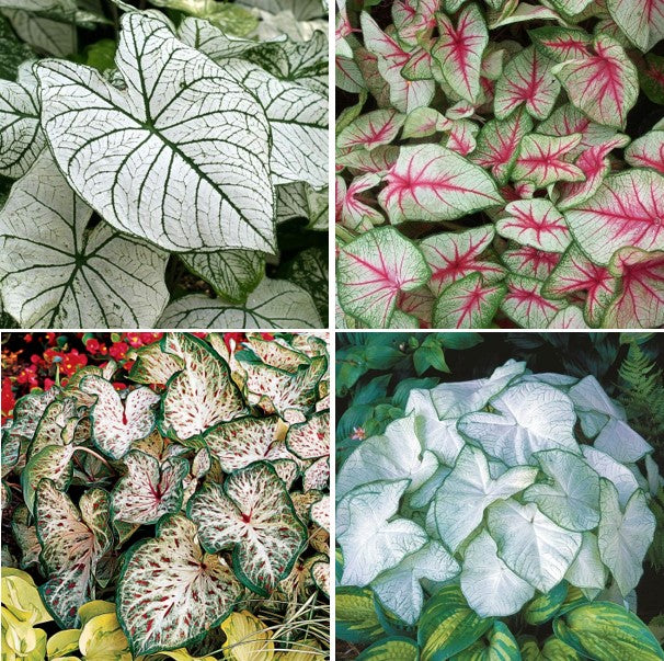 caladium white mix