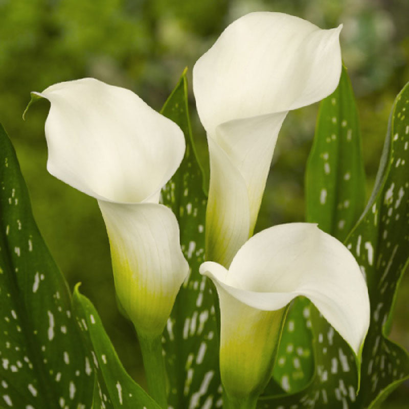 calla lily ventura