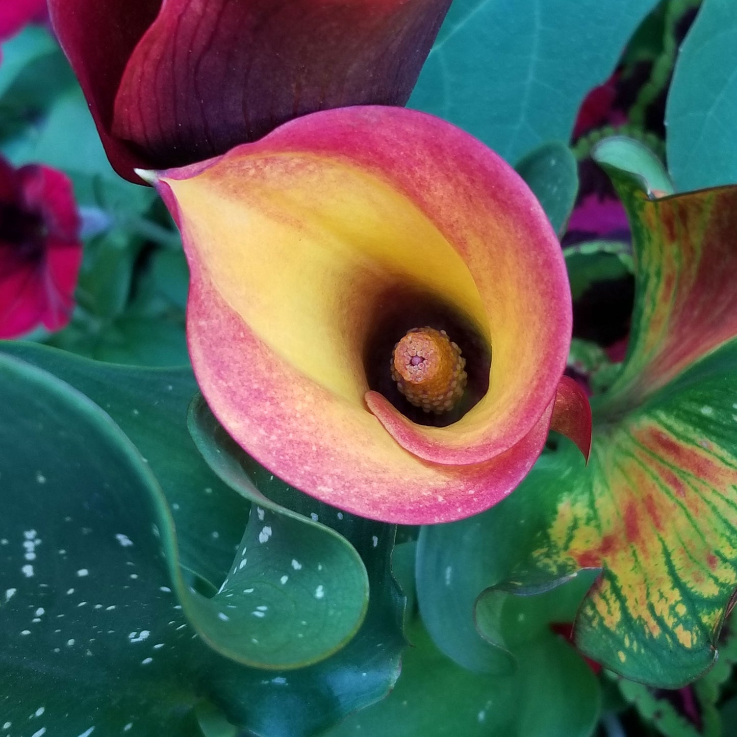 calla lily flame