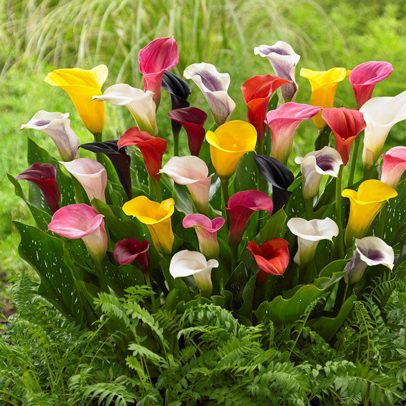 calla lily mixed