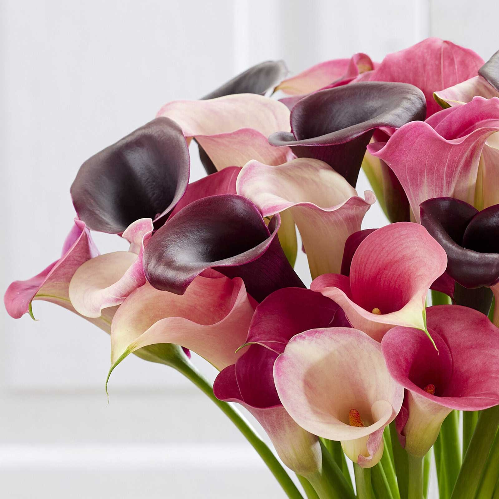 calla lily pastel mix