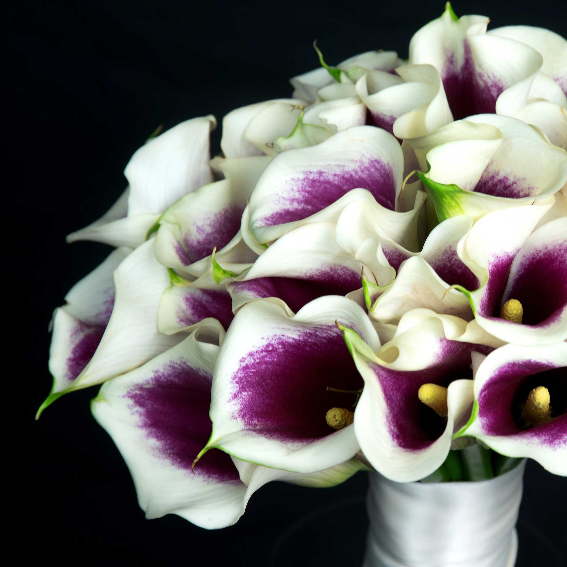 calla lily picasso