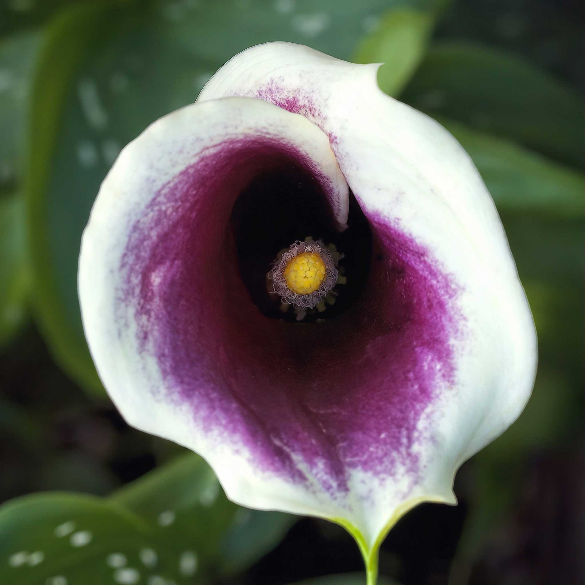 calla lily picasso