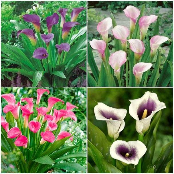 purple mix calla 