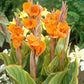 canna lily pretoria