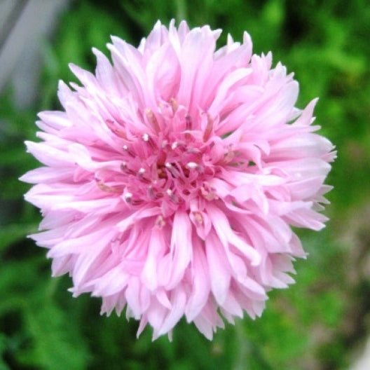 cornflower pink