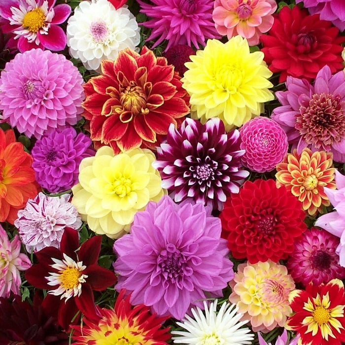 90 days of dahlias