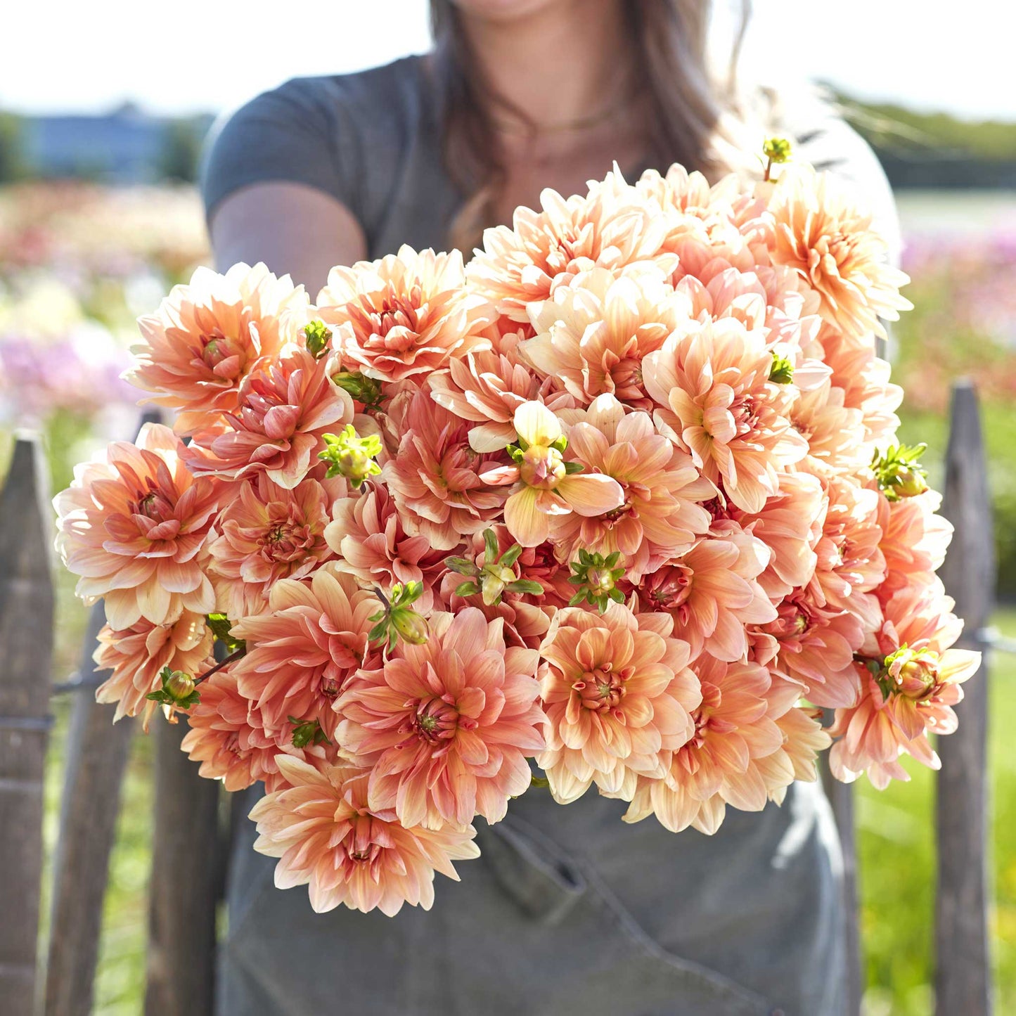 dahlia apricot desire