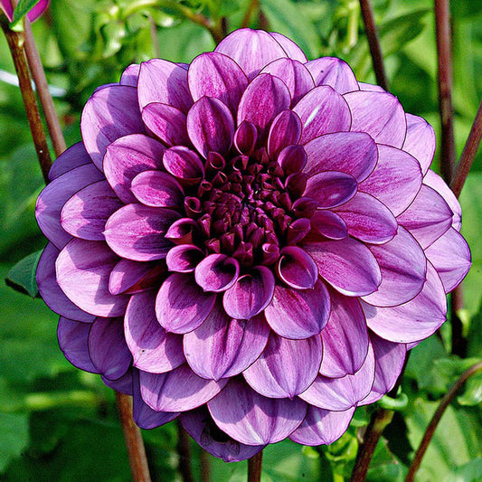 dahlia blue bell