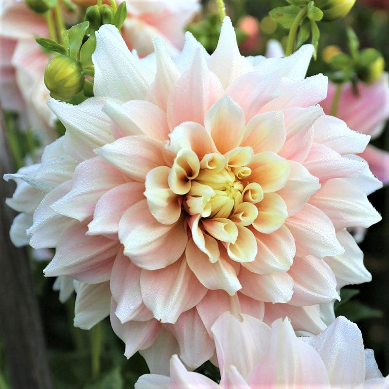 dahlia break out