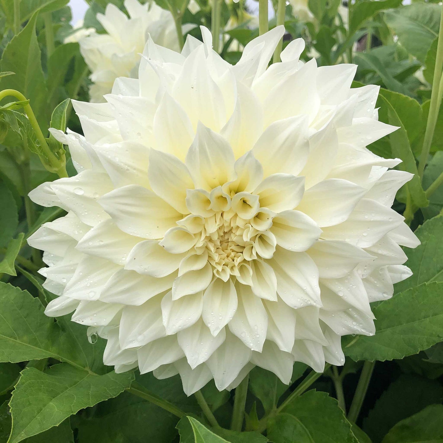 dahlia cafe au lait mix