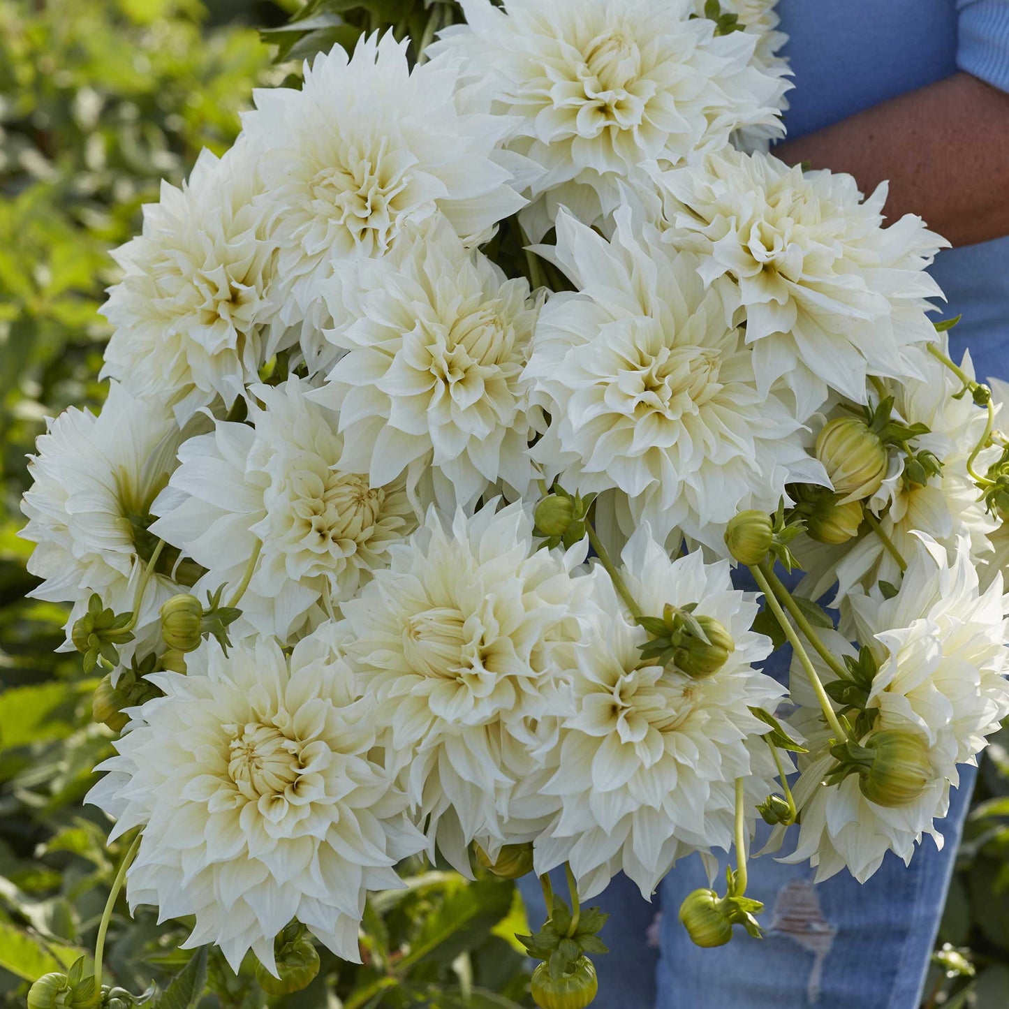 dahlia cafe au lait supreme