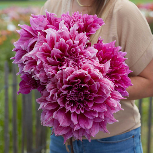 dahlia emory paul