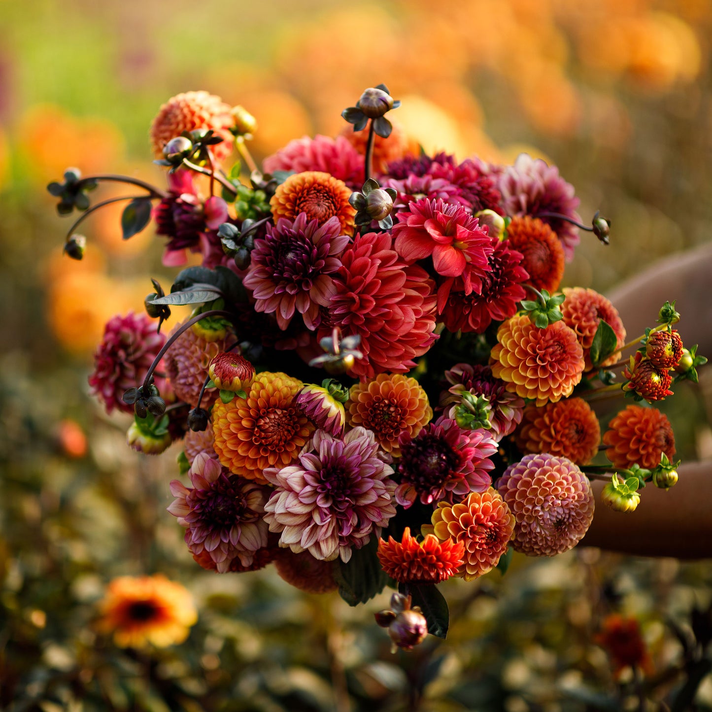 dahlia old rose mix