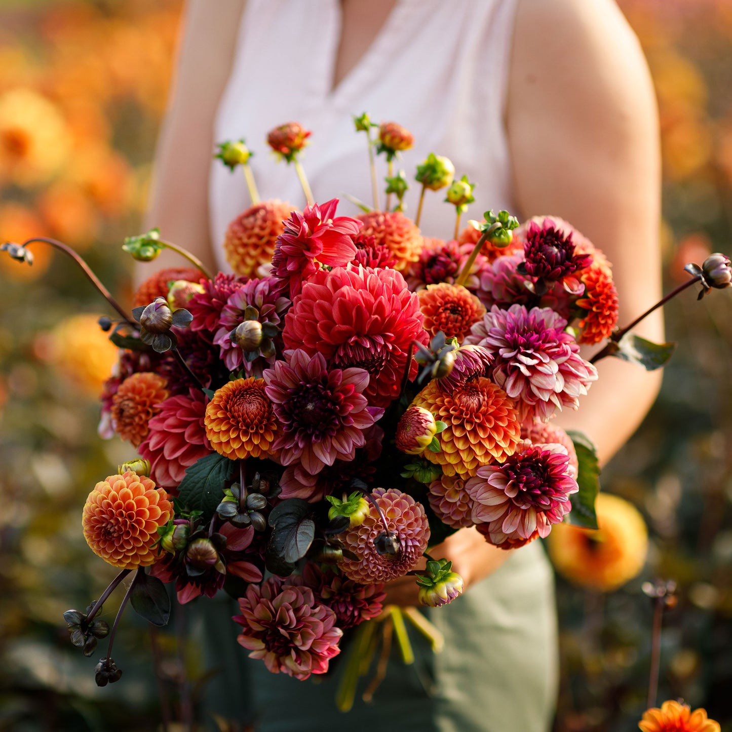 dahlia old rose mix