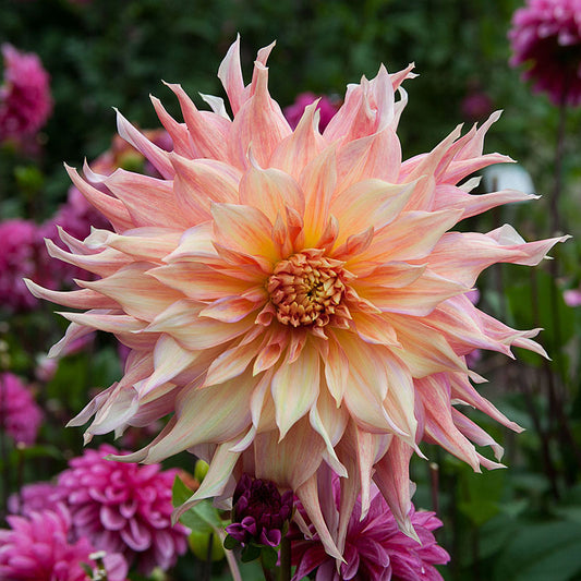 dahlia penhill watermelon