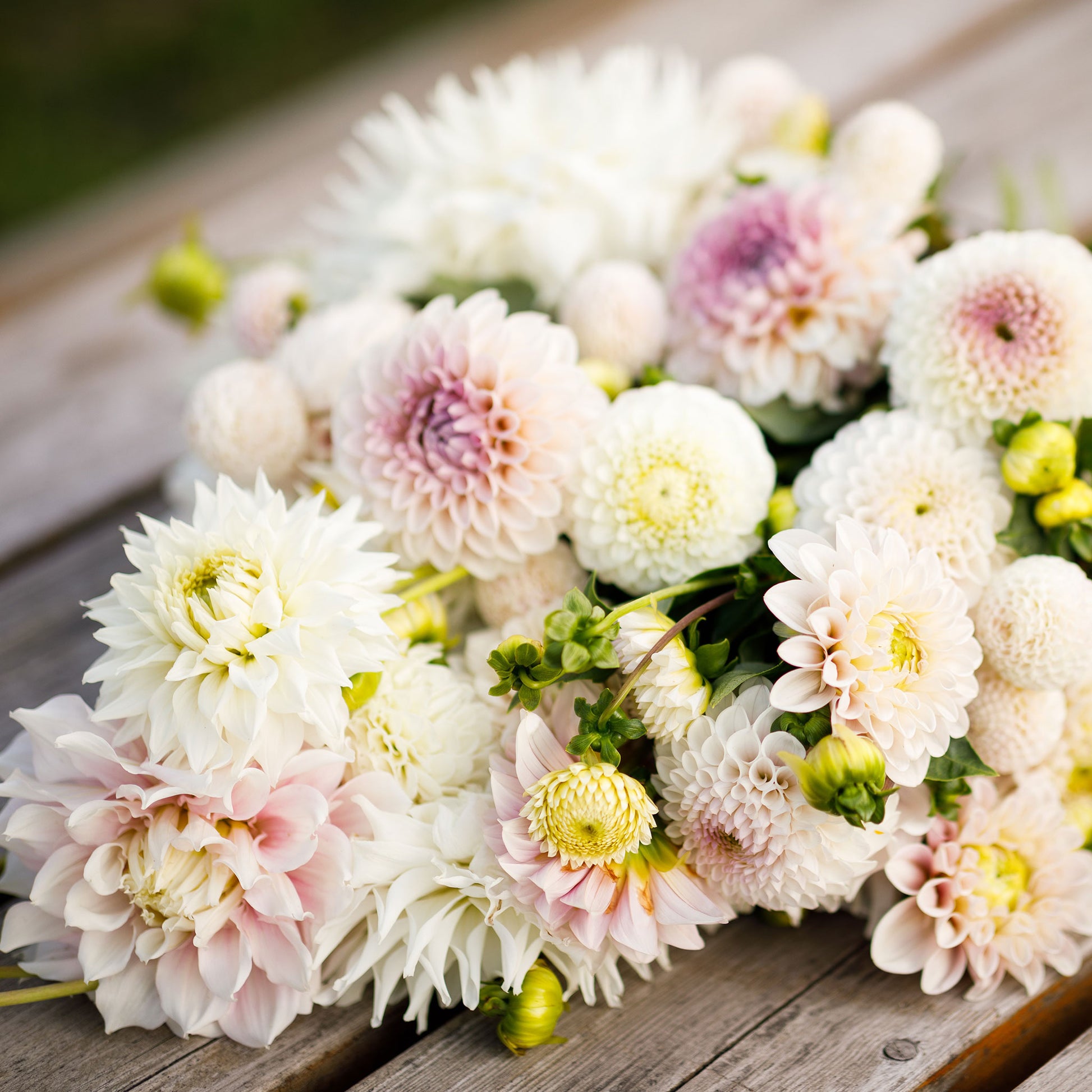 dahlia romantic mix