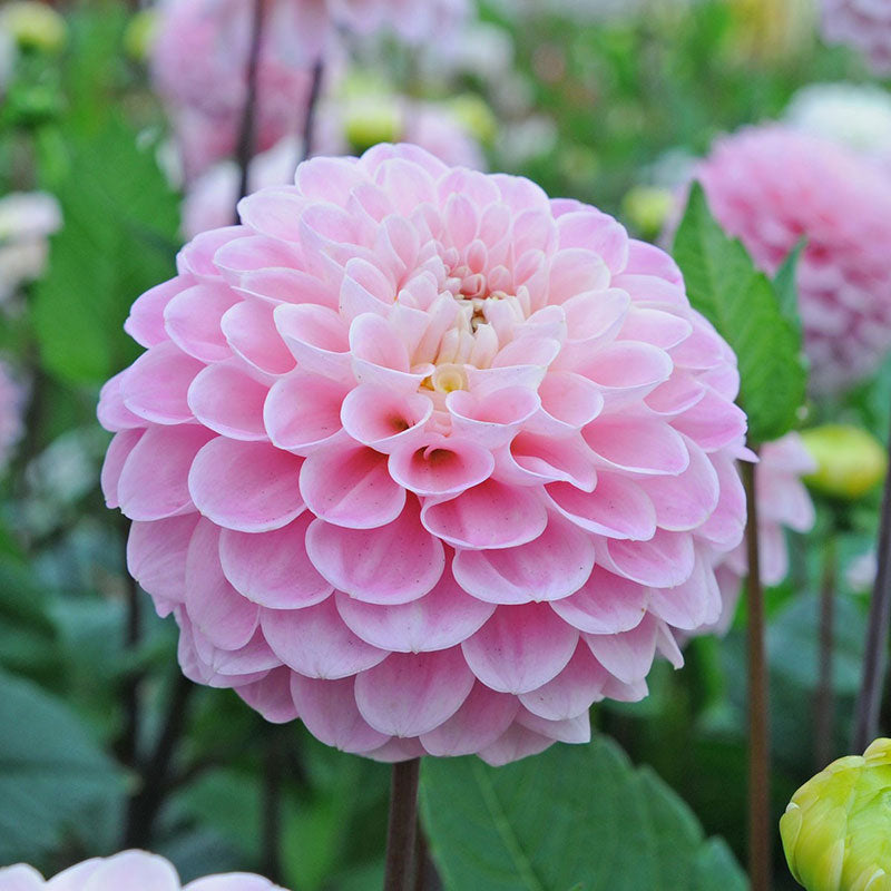 dahlia Wizard of Oz