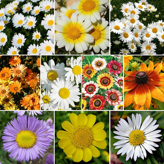 daisy flower seed mix