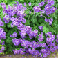 purple cranesbill geranium