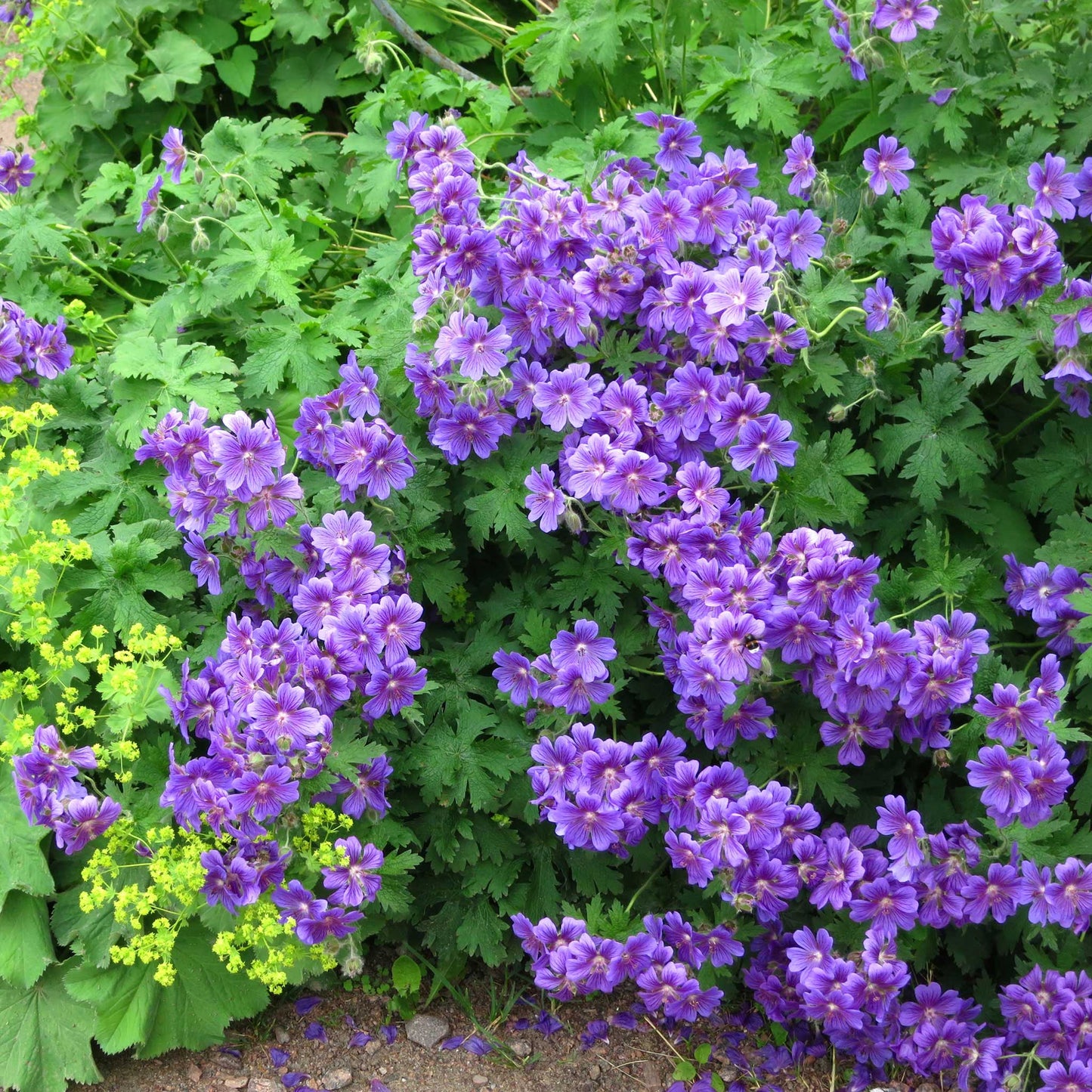 purple cranesbill geranium