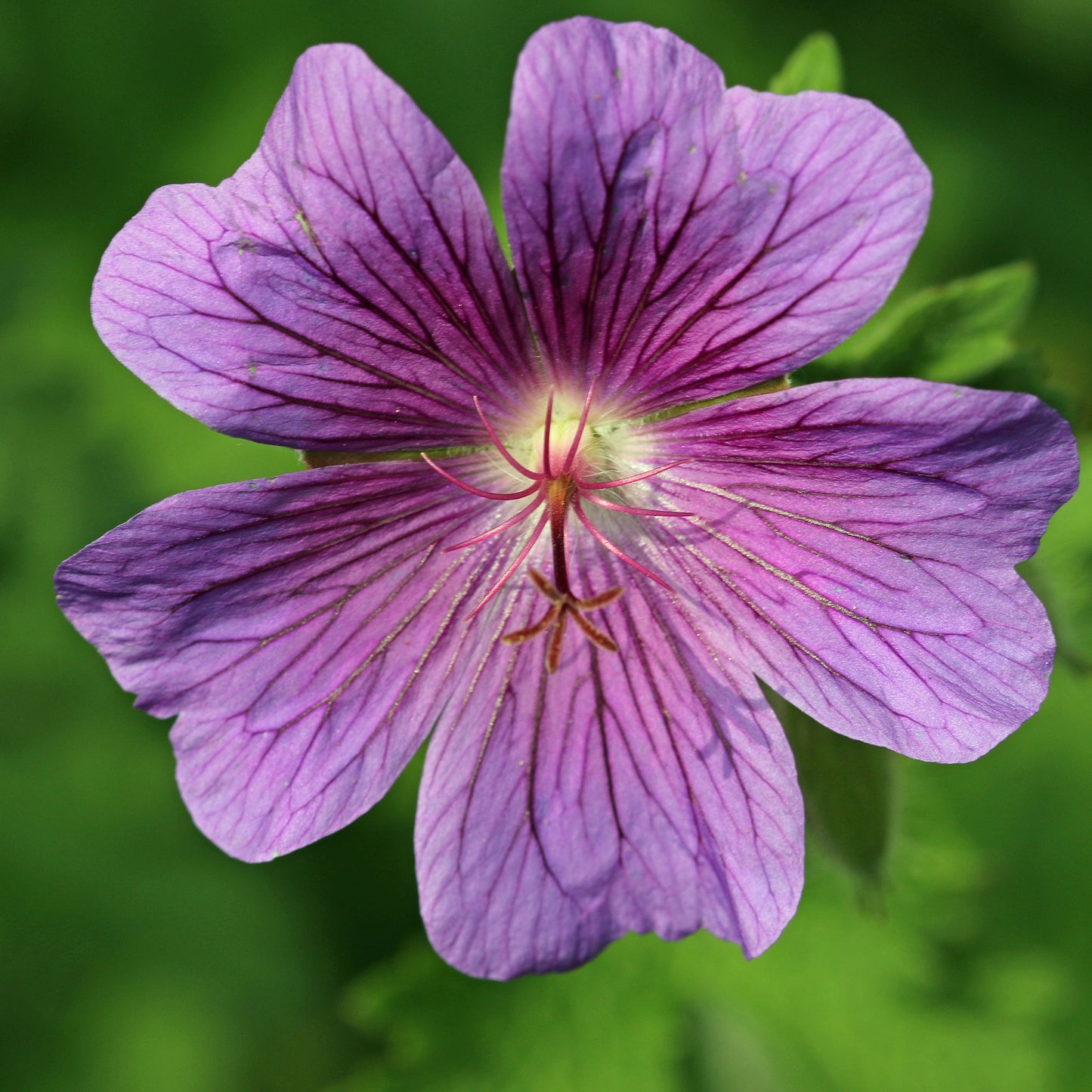 purple cranesbill geranium