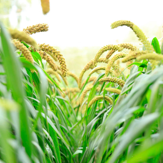 grass foxtail millet