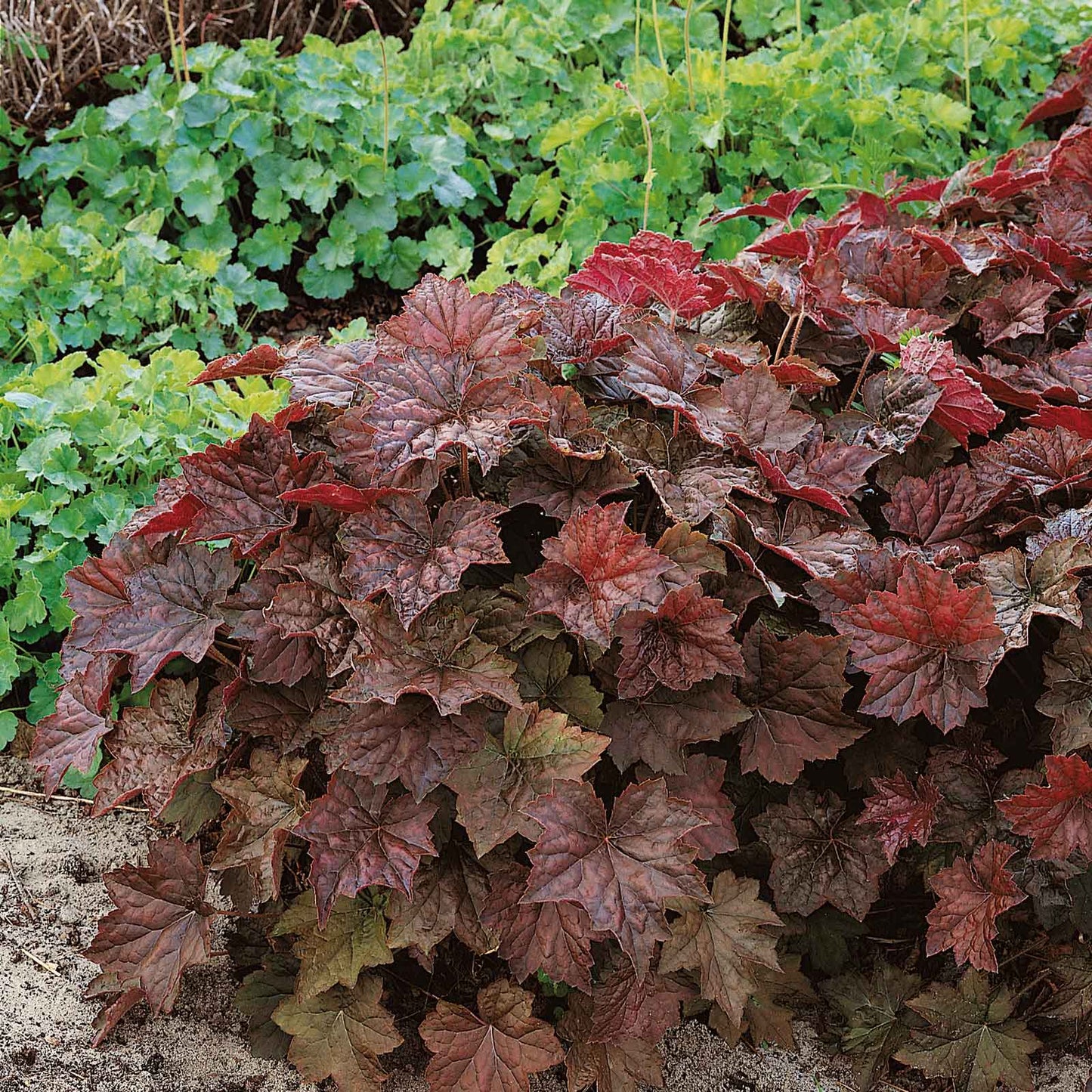 heuchera purple palace