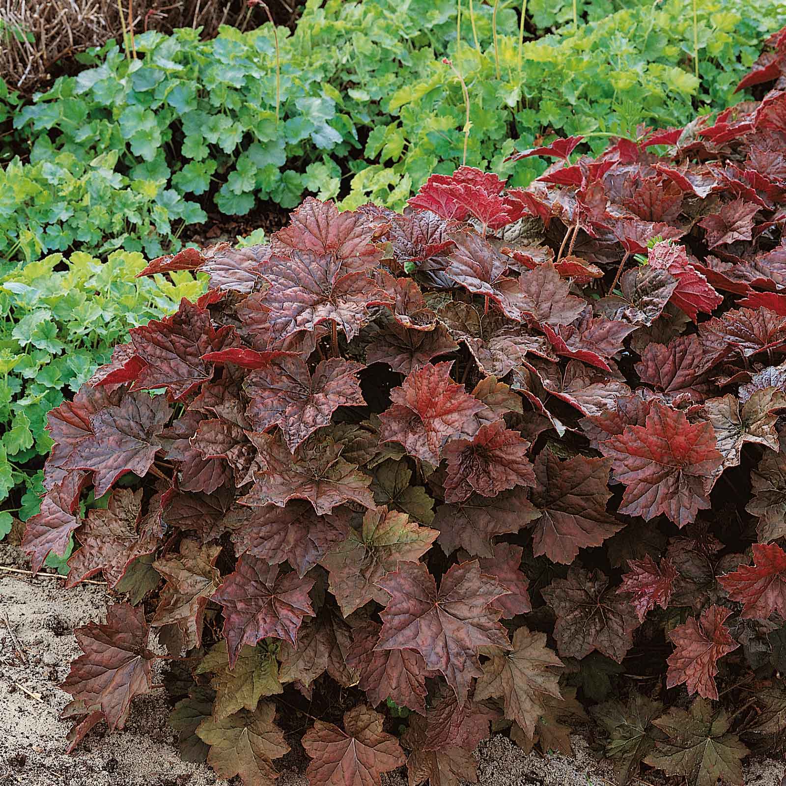 heuchera purple palace