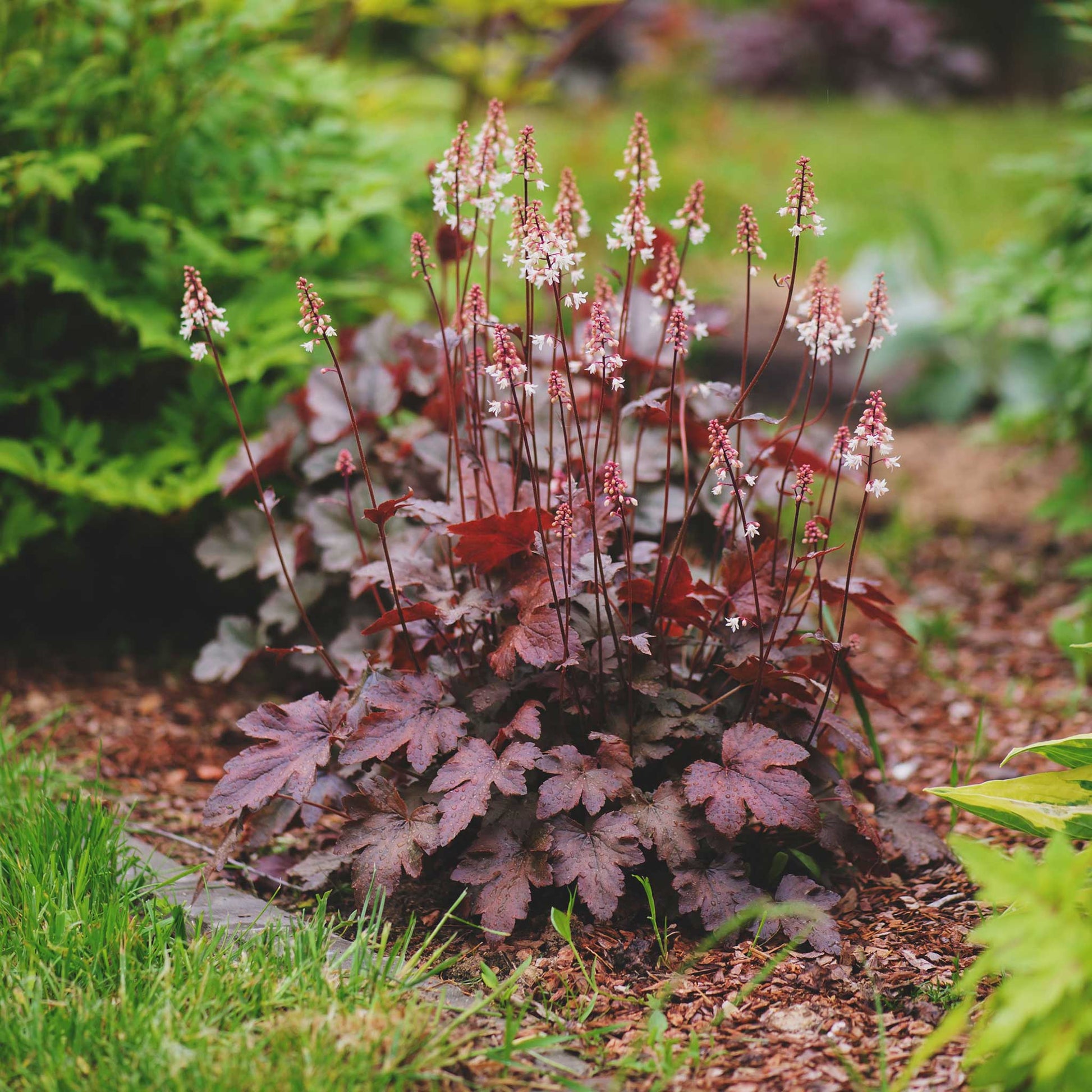 heuchera purple palace